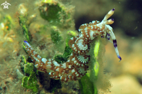 A Nudibranch