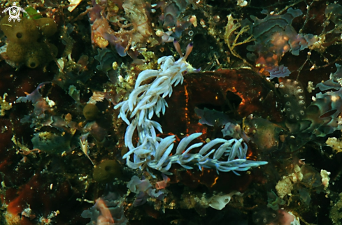 A Nudibranch