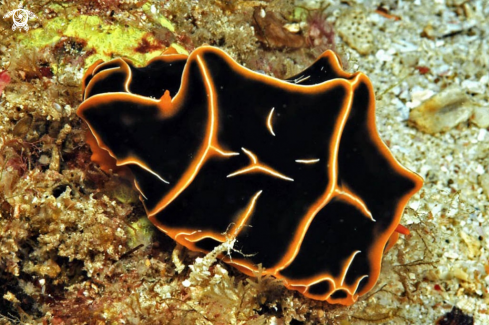 A Nudibranch