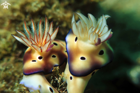 A Nudibranch