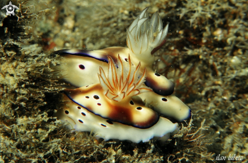 A Nudibranch