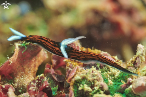 A Nudibranch