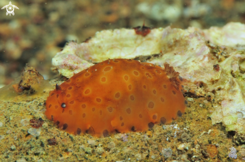 A sea slug