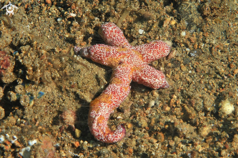 A sea slug