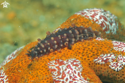 A sea slug