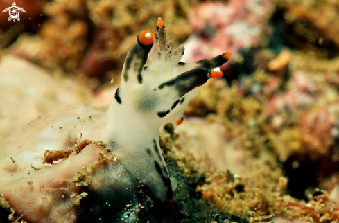 A Nudibranch