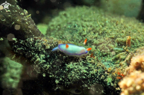 A Nudibranch