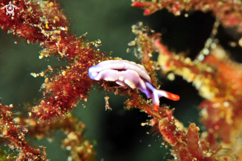 A sea slug