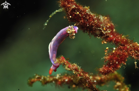 A sea slug