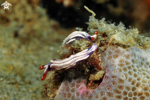 A sea slug