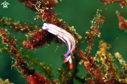 A sea slug