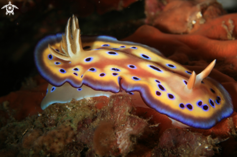 A Goniobranchus kuniei | Nudibranch