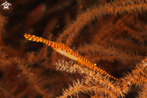 A Tozeuma Armatum Shrimp | Banded Tozeuma Shrimp