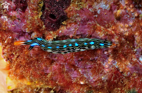 A sea slug