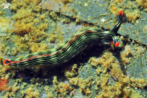 A sea slug