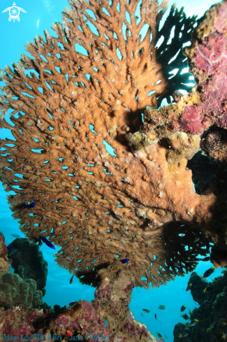 A Table coral