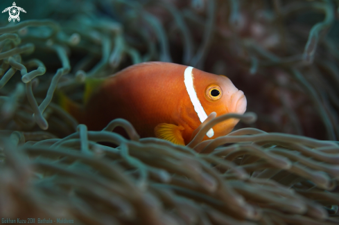 A Anemone fish