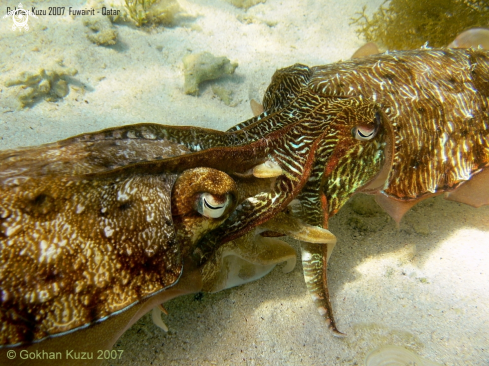 A cuttlefish