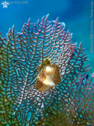 A Cyphoma gibbosum | Flamingo tongue