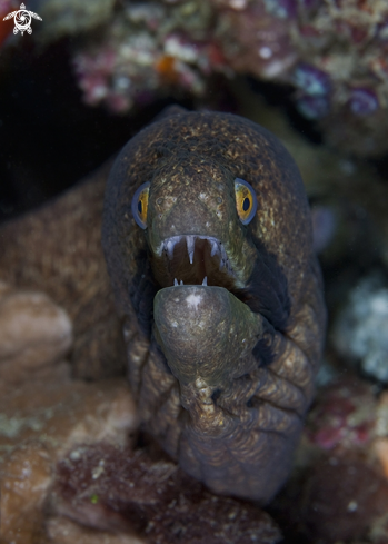 A Gymnothorax breedeni | Masked Moray Eel