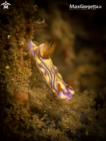 A Hypselodoris zephyra | nudibranch