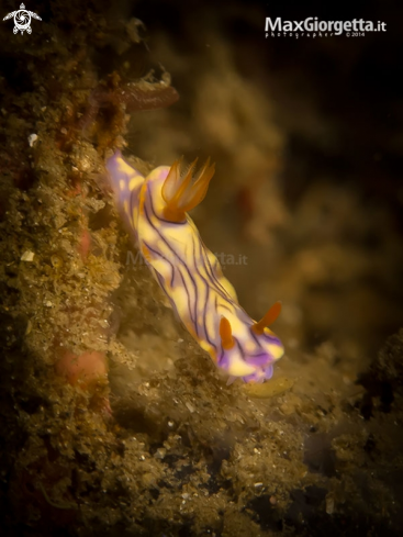 A nudibranch