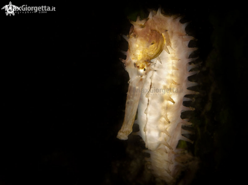 A white sea horse