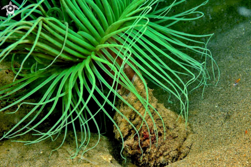 A tube anemone