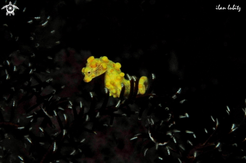 A pygmy sea horse