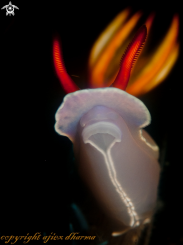 A hypselodoris Bullocki | hypselodoris Bullocki