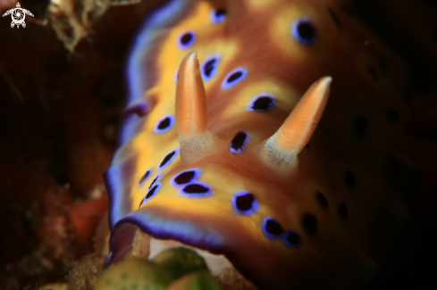 A Goniobranchus kuniei | Nudibranch