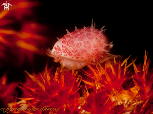 A cowrie