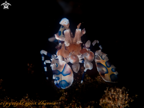 A harlequin shrimp