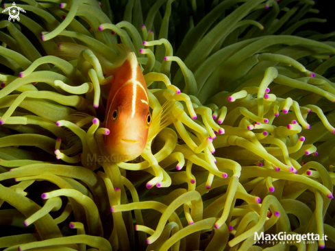 A  Amphiprion perideraion | Clown fish - Pink Anemonefish