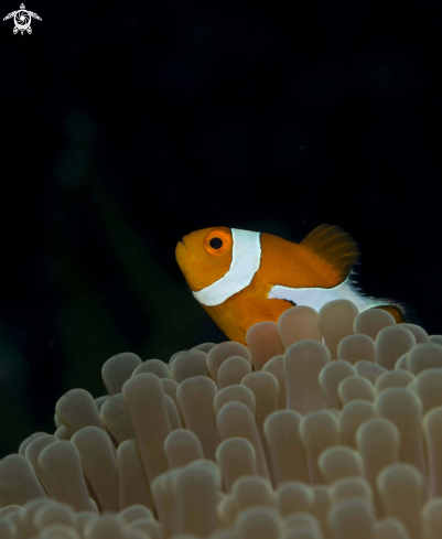 A amphiprion ocellaris | False Clown anemone fish