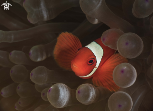 A Spinecheek Anemonefish