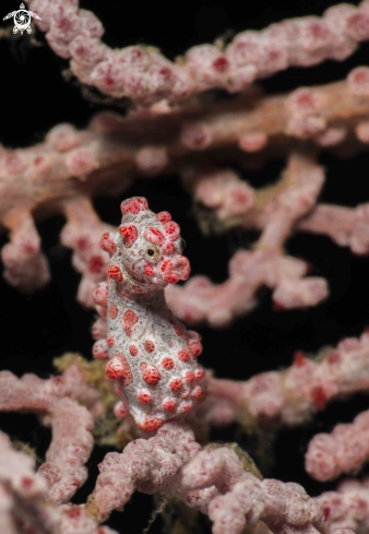 A Pygmy Seahorse