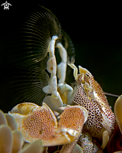 A Neopetrolisthes maculatus | Anemone Porcelain Crab