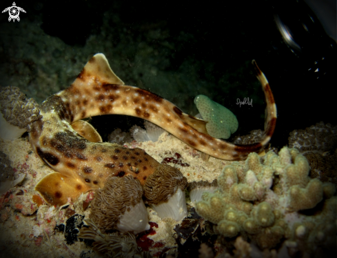 A Epaulette shark