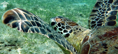 A Tortue Verte