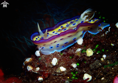 A Nudibranch