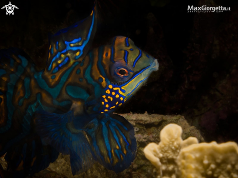 A mandarin fish