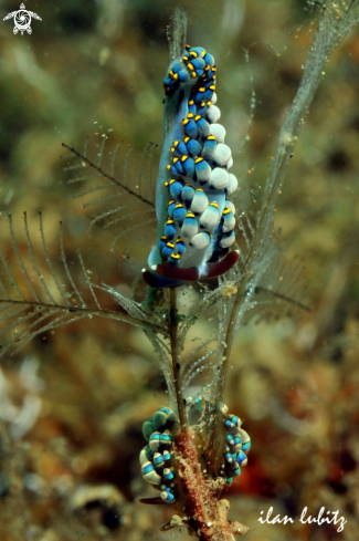 A Nudibranch