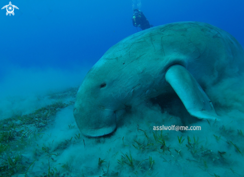 A Dugong