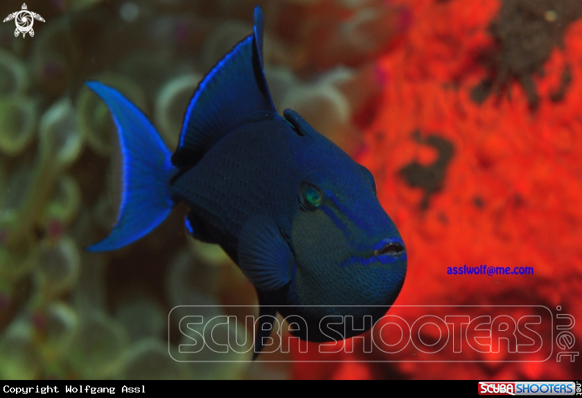 A Redtoothed triggerfish