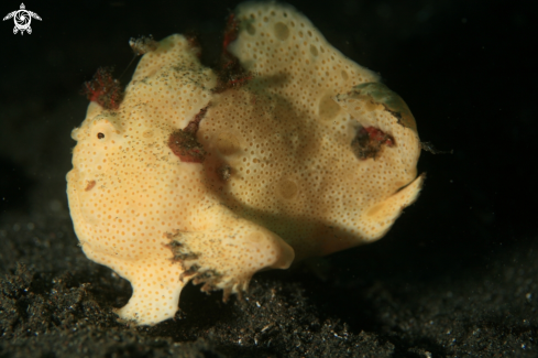 A aantennarius | frogfish