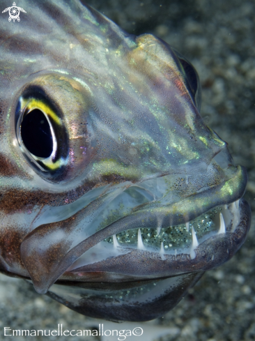 A underwater creature