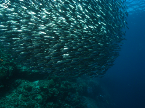 A Sardina pilchardus  | Sardinia