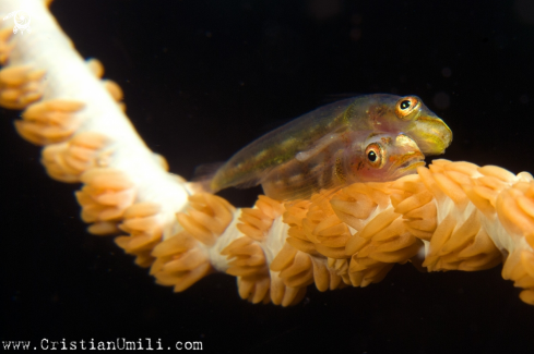 A coral goby