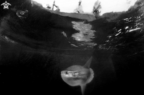 A Mola mola | Sunfish